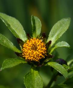 Fotografia da espécie Bidens tripartita