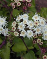 Fotografia da espécie Ageratina adenophora