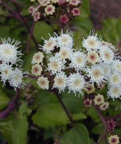 Fotografia da espécie Ageratina adenophora