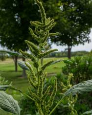 Fotografia da espécie Amaranthus retroflexus