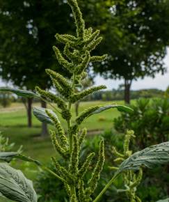 Fotografia da espécie Amaranthus retroflexus