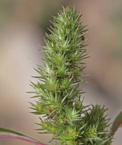 Fotografia da espécie Amaranthus hybridus