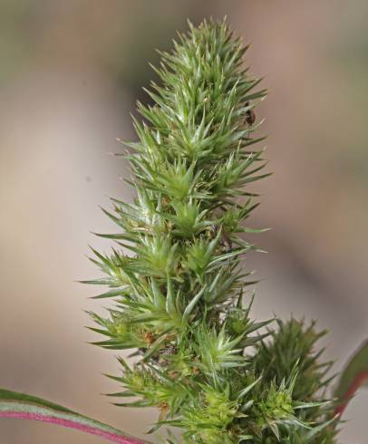Fotografia de capa Amaranthus hybridus - do Jardim Botânico