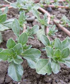 Fotografia da espécie Amaranthus blitoides