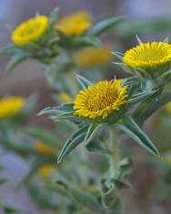 Fotografia da espécie Pallenis spinosa subesp. spinosa