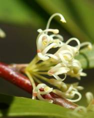 Fotografia da espécie Hakea salicifolia