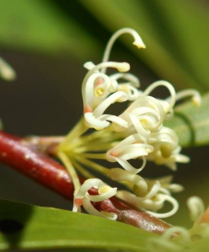 Fotografia de capa Hakea salicifolia - do Jardim Botânico