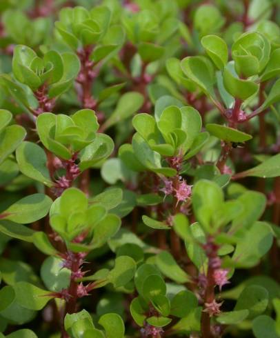 Fotografia de capa Lythrum portula - do Jardim Botânico