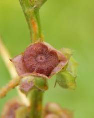 Fotografia da espécie Malva parviflora