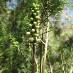 Fotografia 6 da espécie Melaleuca armillaris do Jardim Botânico UTAD