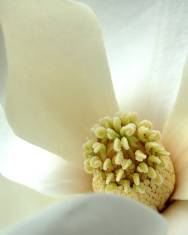 Fotografia da espécie Magnolia grandiflora