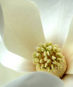 Fotografia da espécie Magnolia grandiflora