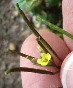 Fotografia da espécie Diplotaxis viminea