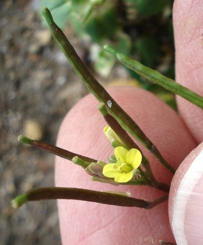 Fotografia de capa Diplotaxis viminea - do Jardim Botânico