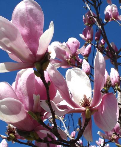 Fotografia de capa Magnolia x soulangeana - do Jardim Botânico