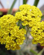 Fotografia da espécie Achillea ageratum