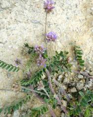 Fotografia da espécie Astragalus echinatus