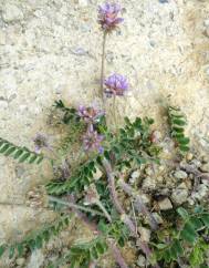 Astragalus echinatus