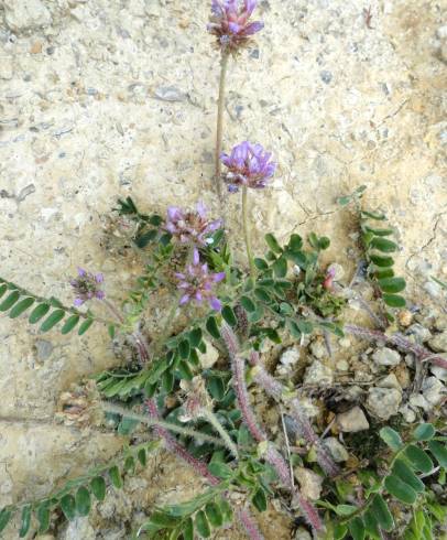 Fotografia de capa Astragalus echinatus - do Jardim Botânico