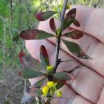 Fotografia 8 da espécie Berberis thunbergii var. atropurpurea do Jardim Botânico UTAD