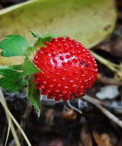 Fotografia da espécie Duchesnea indica