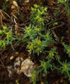 Fotografia da espécie Euphorbia exigua