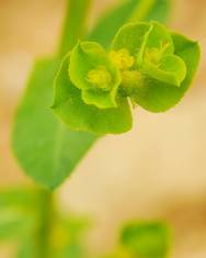 Fotografia da espécie Euphorbia hirsuta