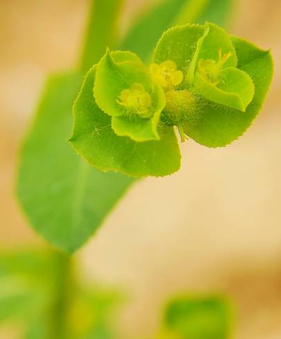 Fotografia de capa Euphorbia hirsuta - do Jardim Botânico