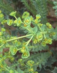 Euphorbia paralias