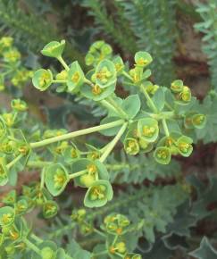 Fotografia da espécie Euphorbia paralias