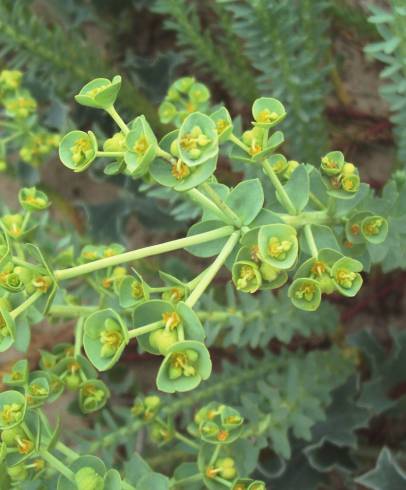 Fotografia de capa Euphorbia paralias - do Jardim Botânico