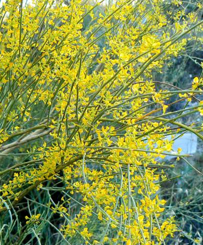 Fotografia de capa Retama sphaerocarpa - do Jardim Botânico