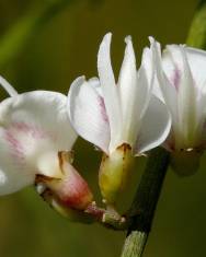 Fotografia da espécie Retama monosperma