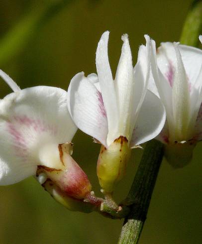 Fotografia de capa Retama monosperma - do Jardim Botânico