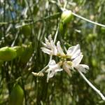 Fotografia 5 da espécie Retama monosperma do Jardim Botânico UTAD