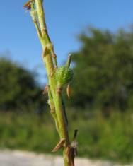 Fotografia da espécie Rapistrum rugosum subesp. linnaeanum