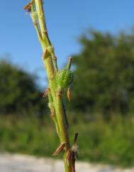 Rapistrum rugosum subesp. linnaeanum