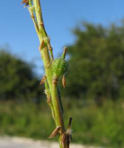 Fotografia da espécie Rapistrum rugosum