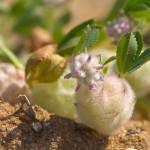 Fotografia 5 da espécie Trifolium tomentosum do Jardim Botânico UTAD