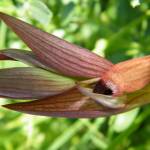 Fotografia 7 da espécie Serapias parviflora do Jardim Botânico UTAD