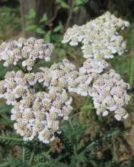 Fotografia da espécie Achillea millefolium subesp. millefolium