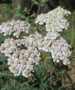 Fotografia da espécie Achillea millefolium