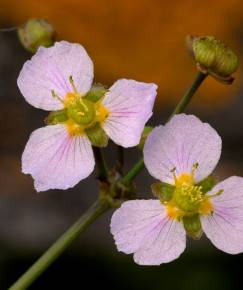 Fotografia da espécie Alisma lanceolatum