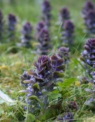 Ajuga pyramidalis subesp. meonantha