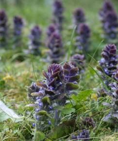 Fotografia da espécie Ajuga pyramidalis