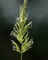 Fotografia da espécie Anthoxanthum aristatum