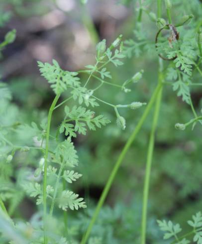 Fotografia de capa Anthriscus caucalis - do Jardim Botânico