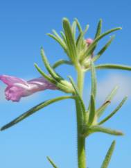 Antirrhinum orontium subesp. orontium var. orontium