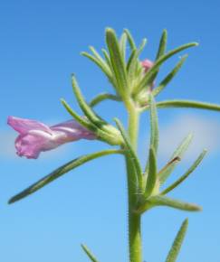 Fotografia da espécie Antirrhinum orontium