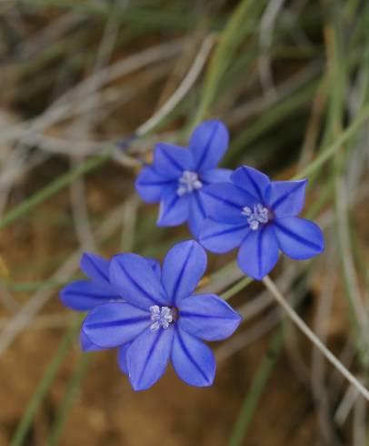 Fotografia de capa Aphyllanthes monspeliensis - do Jardim Botânico